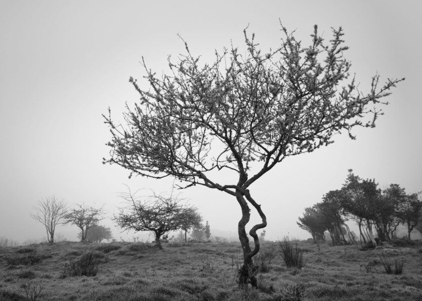 From the series John's Field Tommy Weir