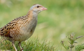 <p>Corncrake on Tory Island. Photo by Steve Valasek.</p>
