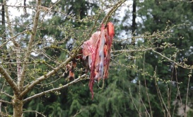 <p><span>Anna Macleod, </span><i><span>Slánú / Calf Birth</span></i><span>, taken on Gerry Bohan's farm, courtesy of the artist.</span></p>