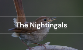 The Nightingals