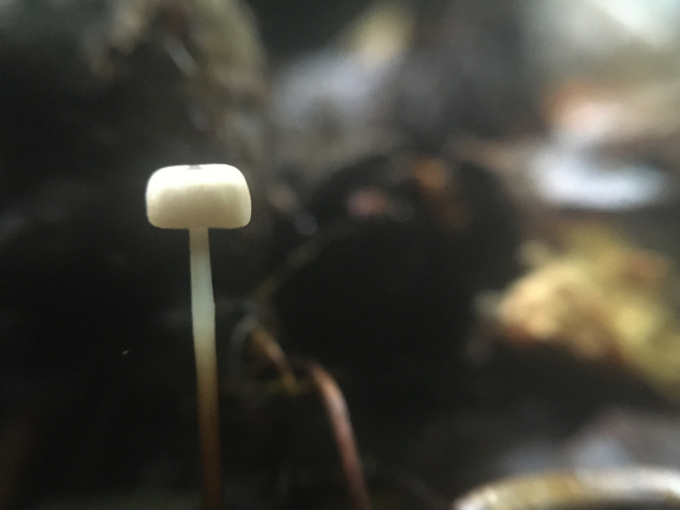 Fungi Vanya Lambrecht Ward04