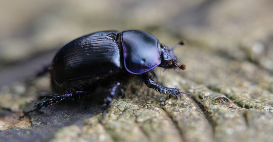 Deirdre O'Mahony, <em>The Quickening</em> (still), HD video with sound. Cinematography by Tom Flanagan.