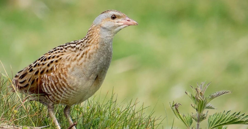 <p>Corncrake on Tory Island. Photo by Steve Valasek.</p>